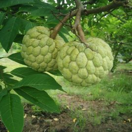 MÃNG CẦU NA