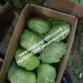 BẮP CẢI TƯƠI