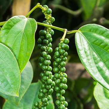 VN pepper industry about to burst