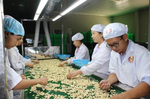 Cashew nut exports increase, but processors face shortage of raw materials