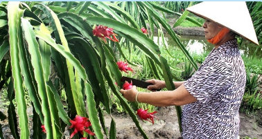 Dragon fruit dominates Vietnam fruit exports