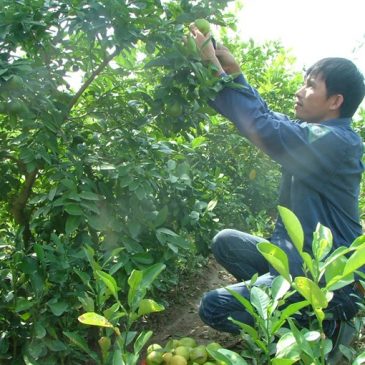 Lime is the prize for innovative VN farmer