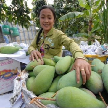 US to import Vietnamese mangoes