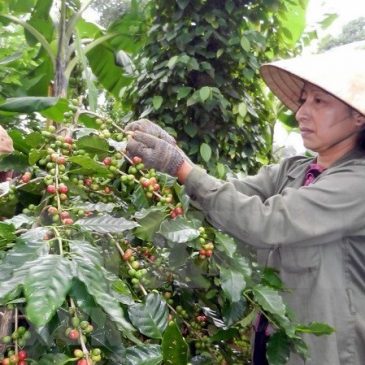 Vietnam expects to export 1.7 mln tonnes of coffee this year