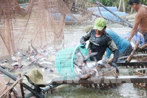 An Giang Province exports grow