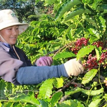 Việt Nam exports US$3.5 billion worth of coffee in 2018