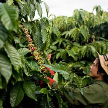 Canada protects two Vietnamese brands