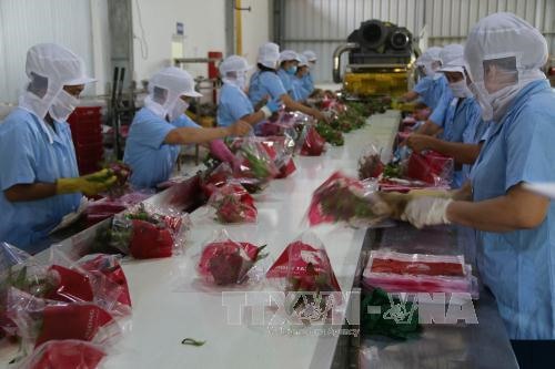 Tết ends early for fruit, vegetable exporters