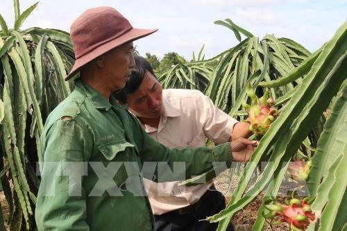 Bình Thuận expands area under VietGAP-quality dragon fruit