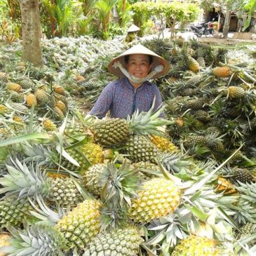Hậu Giang plans $69 million agribusiness project