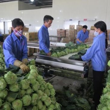 Vietnam shows great potential for processed vegetable, fruit exports