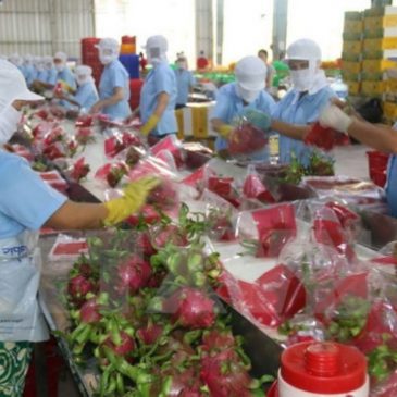 Vietnam’s fruit, veggie export increases in 4 months