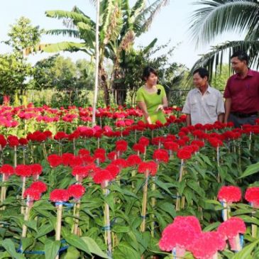 Mekong Delta farming co-operatives growing larger, efficient: deputy PM