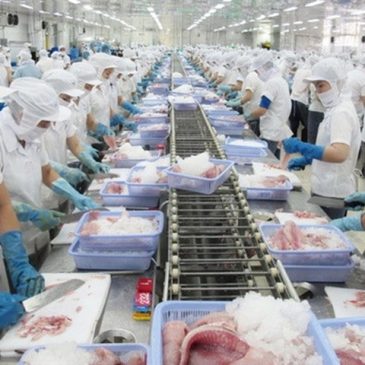 Tra fish exports to China on the rise