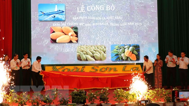 Sơn La mangoes exported to demanding markets